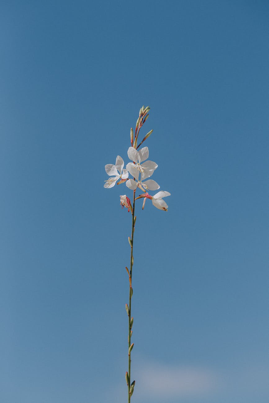 white blossom in bloom