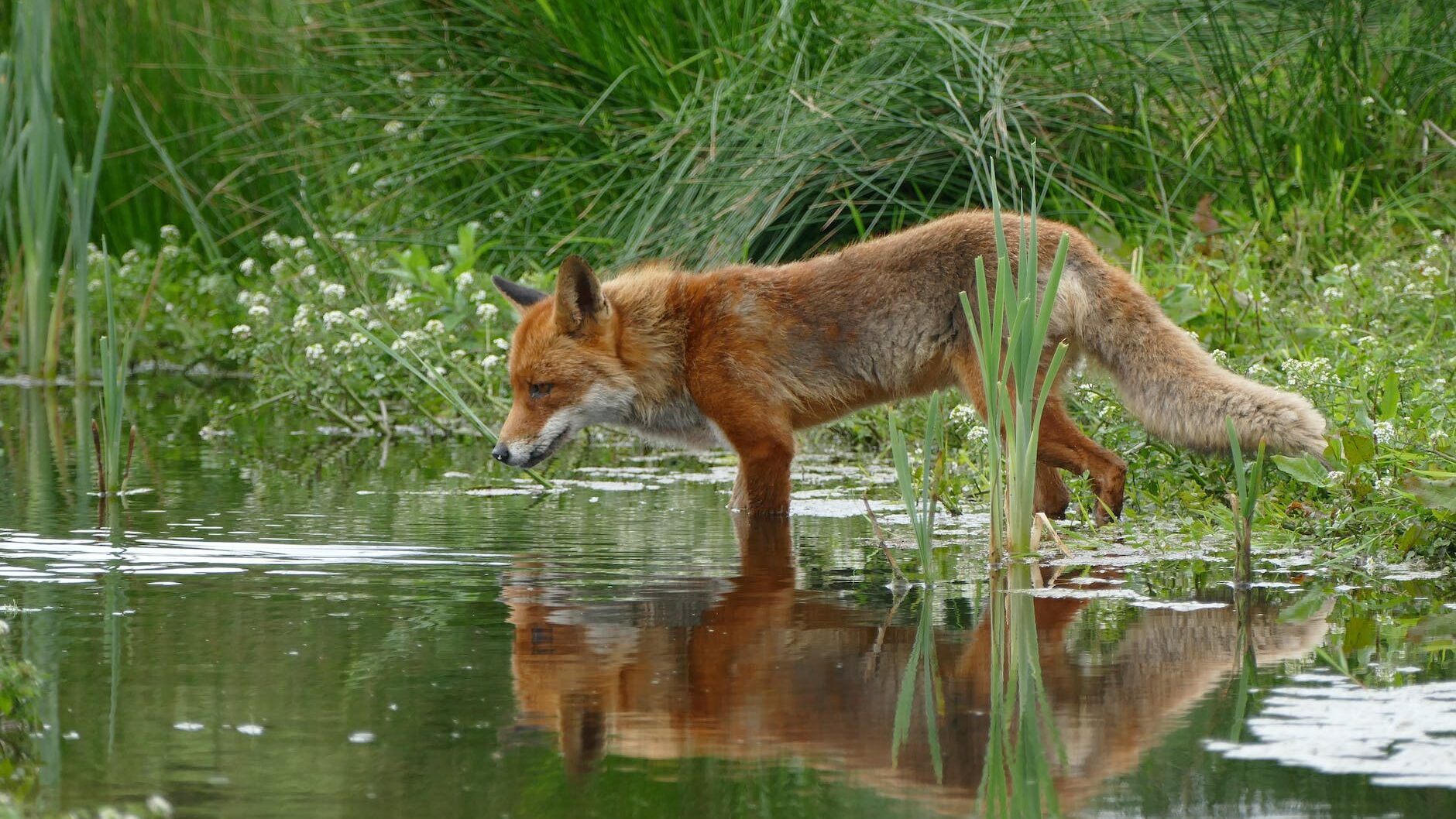 tan and orange fox standing in water near the grass